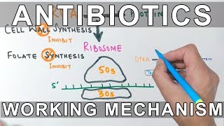 How Antibiotics Work ?