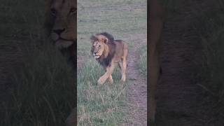 Maasai Mara Sightings Today 01/02/23 (Lions, Hyenas, etc) | Zebra Plains | #Wildlife #ShortsAfrica