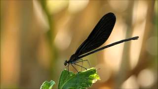 カワトンボ2012年夏