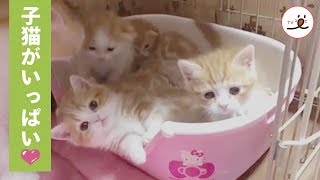 世話焼きママと自由気ままなマンチカンの子猫たち😻💓【PECO TV】