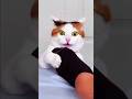 funny cats 😂 episode 318 #shorts