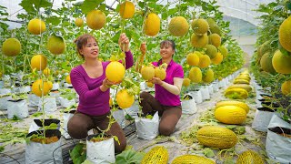 Harvesting Yellow Melon - Take Care Ducks / Chickens / Pig - Village Life | Tiểu Ca Daily Life