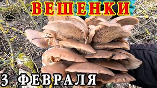 Фантастика! Полное ведро ВЕШЕНЕК за 30 мин! На дворе февраль, а в лесу ГРИБЫ на каждом дереве!