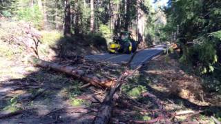 Loggers rush to cut trees before snow