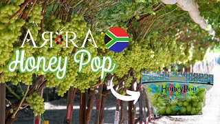 ARRA Honey Pop South Africa