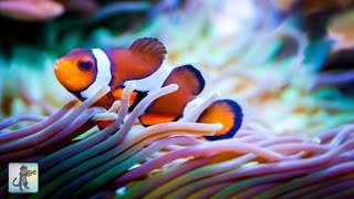 3 HOURS of Beautiful Clownfish & Relaxing Aquarium Music - Sleep, Study, Yoga & Meditation Music