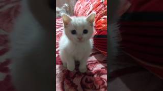 Adorable White Kitten! (2) #shorts