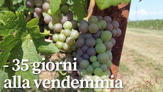 Invaiatura dell'uva: primo passo verso la vendemmia