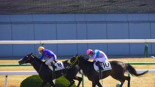 現地映像、ナムラヘラクレス（田中健）が５００万下勝利。京都競馬場