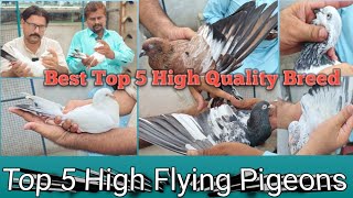 Top 5 Best Highflyer Pigeon Breeds in the Pakistan.Teddy,Saharanpuri,Bajrayi,Ambersir,Kaldmba Breeds