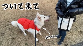 【ホワイトシェパード】れおの毎日　散歩隊長れおです。【散歩】