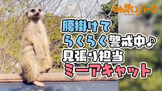 【のんほいパーク】腰かけてらくらく警戒中♪見張り担当ミーアキャット [Toyohashi Nonhoi Park] meerkat