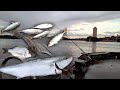 Fishing in [ Sydney Harbour ] Bridge kingfish, Flathead, Bream and Yakkas