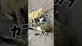 チャイさんの暮らし69。#保護猫