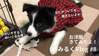 【お洋服】ボーダーコリーの子犬に服着せてみた！みるくVlog #8