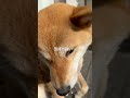 【なでなで】撫でられるのが大好きな柴犬めんま shibainu 柴犬 かわいい