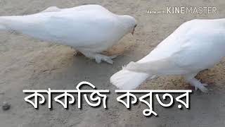 অরিজিনাল কাকজি কবুতর চিনে নিন,,,