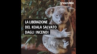 La liberazione del Koala salvato dagli incendi