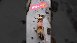 雪だぁ〜！！😆雪が降って来たので、急遽撮影！！やっぱり犬は雪が好き😆💕愛犬ナナの成長記録です🐾#コーギー#コーギーのいる暮らし#コーギースマイル【愛犬ナナ(女の子)の紹介】