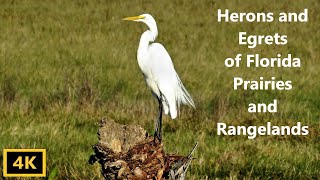 Herons and Egrets of the Florida Prairie and Rangeland