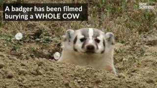 Badger seen burying a whole cow