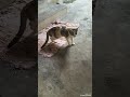 என்னடா இப்படி 😂😂😂 catlover cat catfunnyvideo shorts shortsfeed ytshorts shortsviral