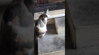 என்னடா இப்படி 😂😂😂#catlover#cat#catfunnyvideo#shorts#shortsfeed#ytshorts#shortsviral