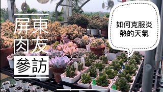 劉家花園—肉友家拜訪系列｜屏東肉友家大公開｜逆天的多肉植物熊童子&熊童子交種｜炎熱南部多肉植物度夏分享（上集）