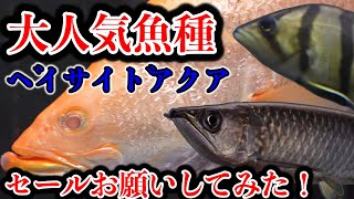 🤭大人気ダトニオ　wildノーザンバラマンディ！大型魚特化アクア界の湾岸『ベイサイドアクア』アロワナ　ポリプテルス　古代魚