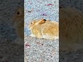 what beautiful hare eating漂亮可爱的野兔🔥卡尔加里市 hare rabbit prairiehare brownhare wildanimals shorts