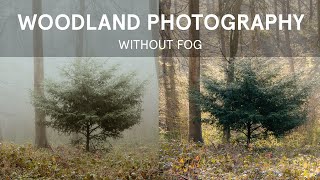 WOODLAND PHOTOGRAPHY - When You DON'T Have FOG