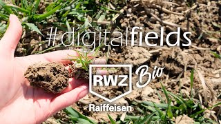 #digitalfields #bio I Hacken im Bio-Getreide I 03.04.2020