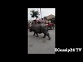 rhino walking at sauraha road सौराहामा गैडा बाटोमा रमाउदै