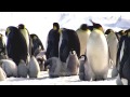 feeding emperor chicks snowhill antarctic