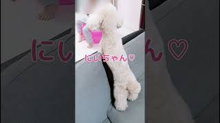 愛犬が兄を好きすぎる!!行動が可愛った♡　　　　　　　　　　　　　　　　　　#トイプードル#かわいい