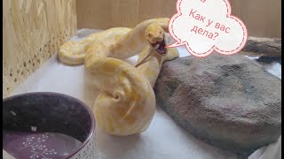 Кормление тигрового питона 🐍.