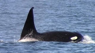 2.24.16 Orcas / Killer Whales, Breaching Gray Whale \u0026 Common Dolphin