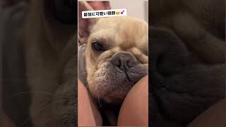 【あるある？】飼い主の足に顔をはさむ愛犬の姿が可愛すぎる件について#キャバリア #フレンチブルドッグ #多頭飼い #いぬ #shorts