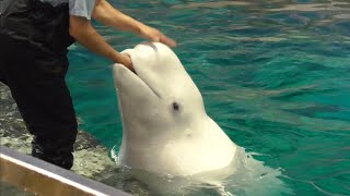 ベルーガ　公開トレーニングの様子です　【名古屋港水族館】Beluga Nagoya Aquarium