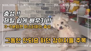 강아지 개인기 \