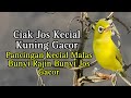 CIAK JOS KECIAL KUNING GACOR PANCINGAN KECIAL MALAS BUNYI RAJIN BUNYI JOS GACOR