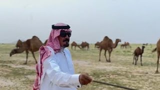 منقية مالك الابل الشيخ : سلطان بن ناصر الشغار