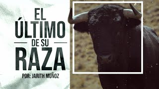 Toros de lidia: El último de su raza