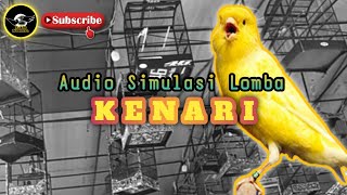 AUDIO SIMULASI LOMBA KENARI  |  AYOO KENARI MANIA KUMPUL..‼️ Latih Mental GACOANMU..‼️