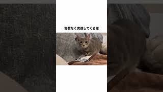 容赦なく突進してくる猫#shorts