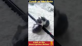Cute and Funny Kittens - Baby Cats 🐈 #shorts
