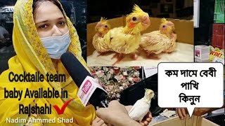 Tame Cockatiel bird price in Bangladesh Rajshahi | Baby cockatiel bird price in bd | কম দাম ককাটেল |