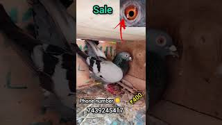 pigeons sale short video//kabutar price ₹400💸.