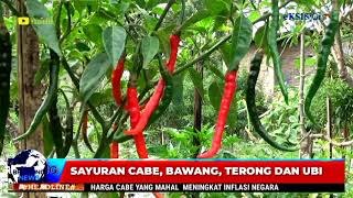 WARGA KUMUN DEBAI SULAP PEKARANGAN RUMAH  DENGAN BERTANAM CABE.......