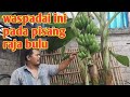 HAL TERPENTING DALAM MENANAM PISANG AMBON DAN RAJA